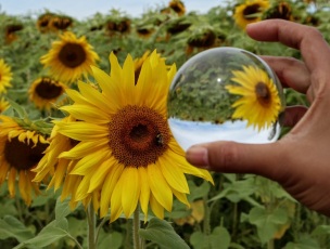 sunflowers (5)